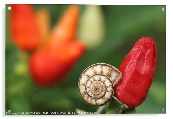 white garden snail, Theba pisana, Acrylic by PhotoStock Israel