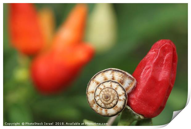 white garden snail, Theba pisana, Print by PhotoStock Israel