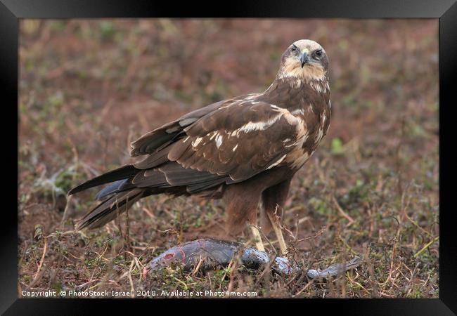 Western Marsh Harrier (Circus aeruginosus) Framed Print by PhotoStock Israel