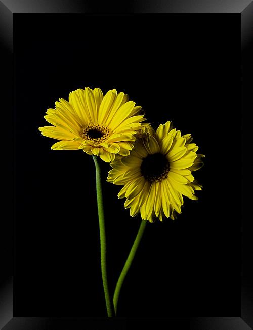 Simply Yellow Framed Print by james sanderson