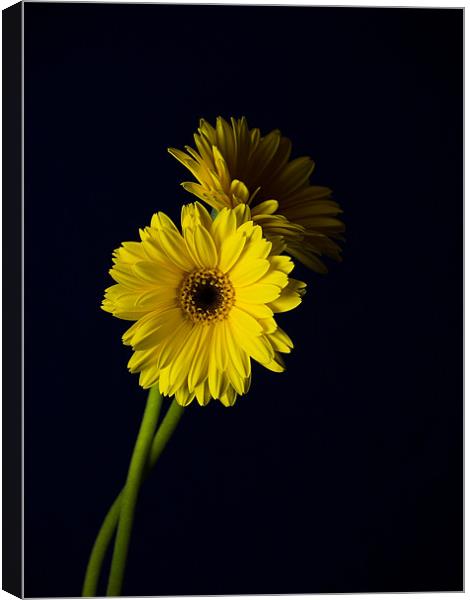 Simply Yellow 2 Canvas Print by james sanderson