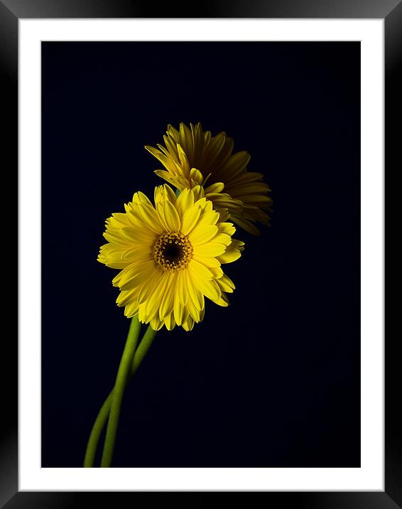 Simply Yellow 2 Framed Mounted Print by james sanderson