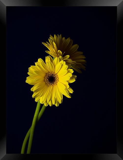 Simply Yellow 2 Framed Print by james sanderson