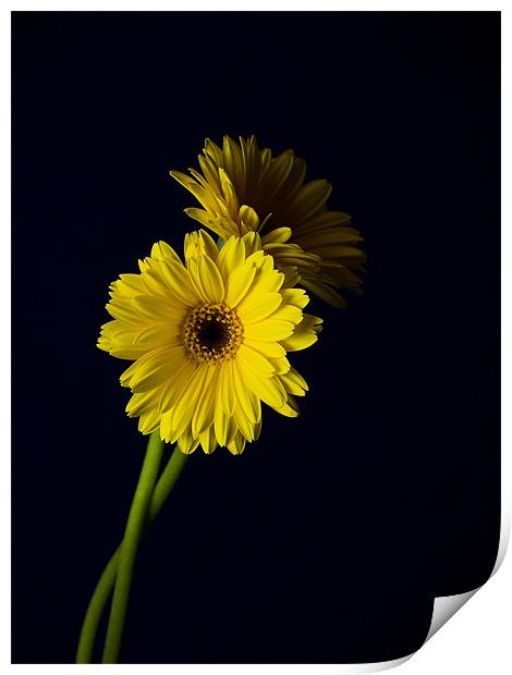 Simply Yellow 2 Print by james sanderson