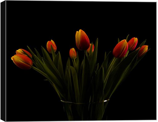 Tulips Canvas Print by james sanderson