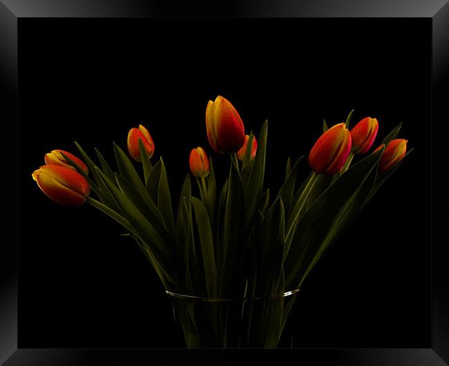 Tulips Framed Print by james sanderson