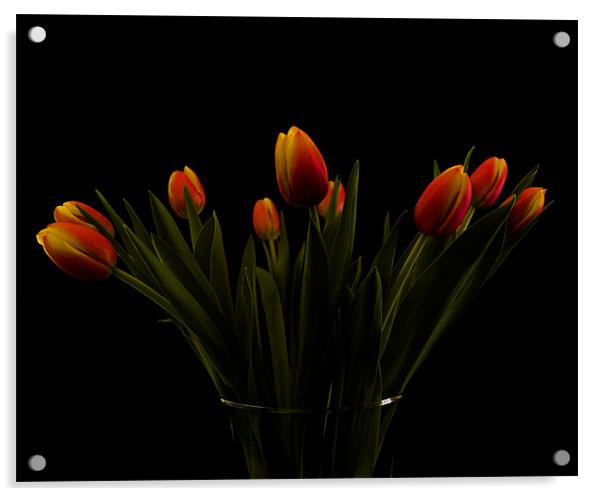 Tulips Acrylic by james sanderson