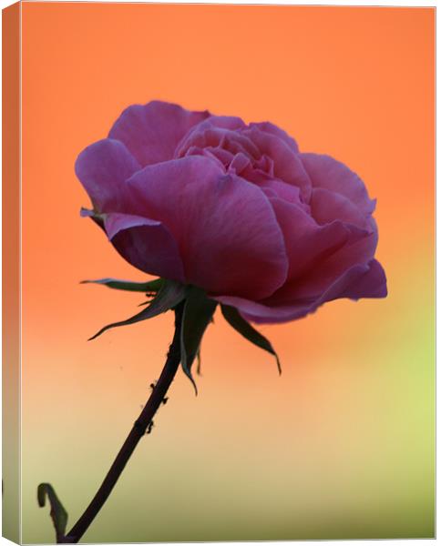 Pink Rose Canvas Print by Simon H