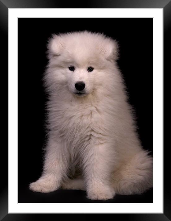 Samoyed 4 Framed Mounted Print by Simon H