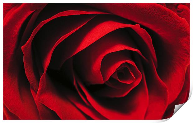 Rose Print by Simon H
