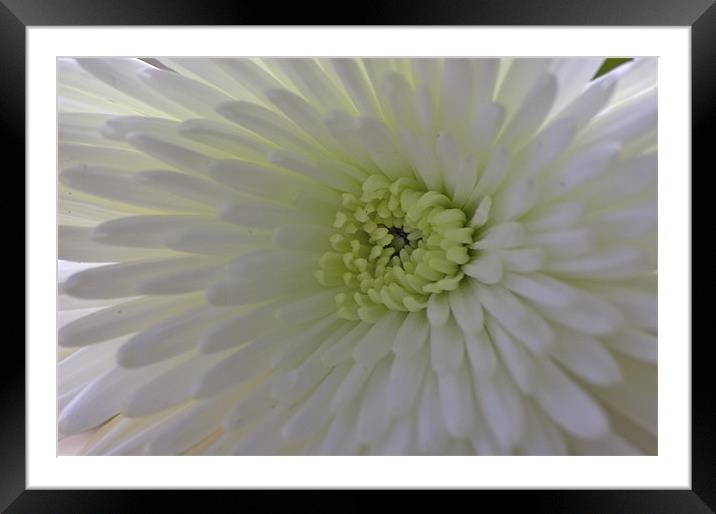White Flower Framed Mounted Print by Simon H