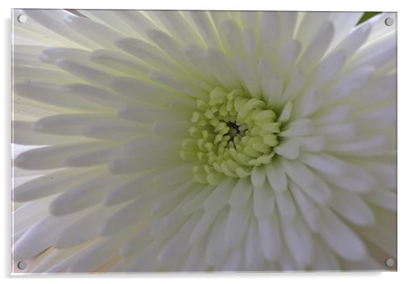 White Flower Acrylic by Simon H