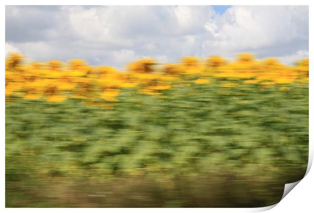 Abstract Sunflowers Print by Simon H