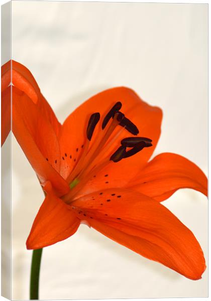 Tiger Lily Canvas Print by Donna Collett