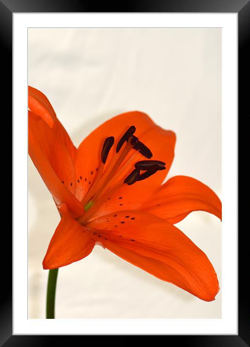 Tiger Lily Framed Mounted Print by Donna Collett