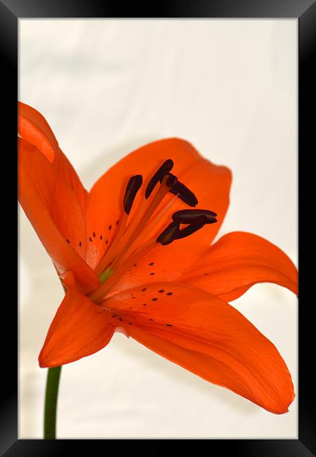 Tiger Lily Framed Print by Donna Collett