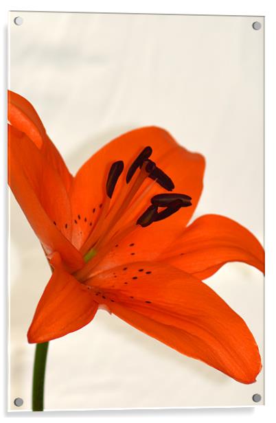 Tiger Lily Acrylic by Donna Collett