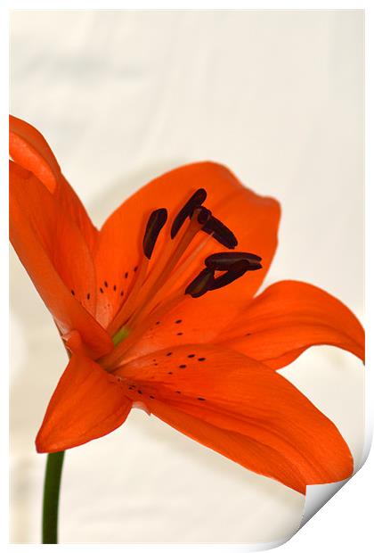 Tiger Lily Print by Donna Collett