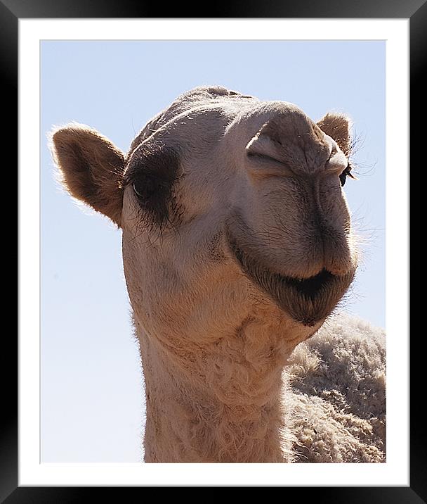camel Framed Mounted Print by Simon Curtis