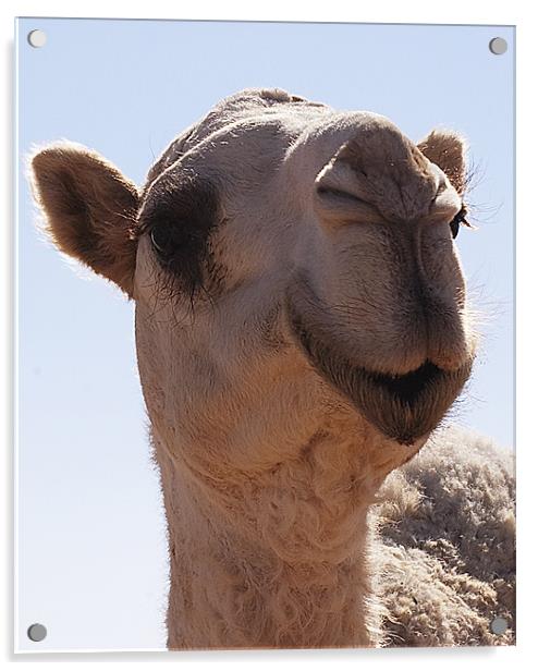 camel Acrylic by Simon Curtis