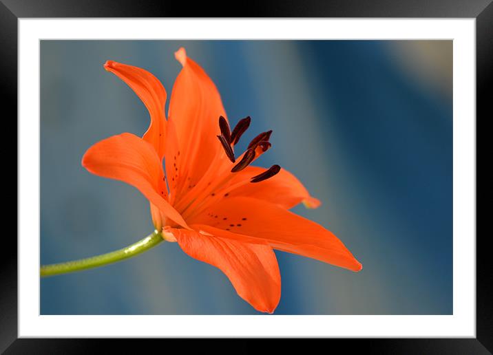 Tiger Lily -Side view Framed Mounted Print by Donna Collett