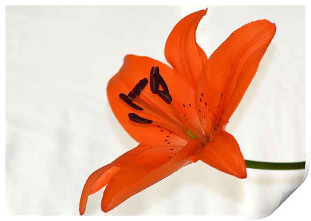 Tiger Lily 2 Print by Donna Collett