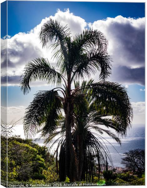 Madeira palm tree Canvas Print by Paul Nicholas