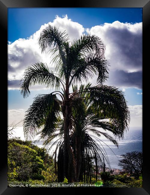 Madeira palm tree Framed Print by Paul Nicholas