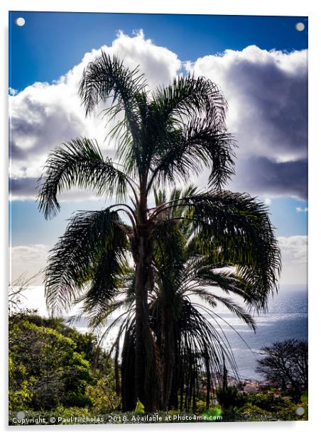 Madeira palm tree Acrylic by Paul Nicholas