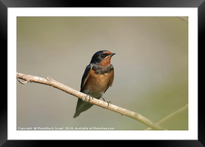 Young Barn Swallow Framed Mounted Print by PhotoStock Israel