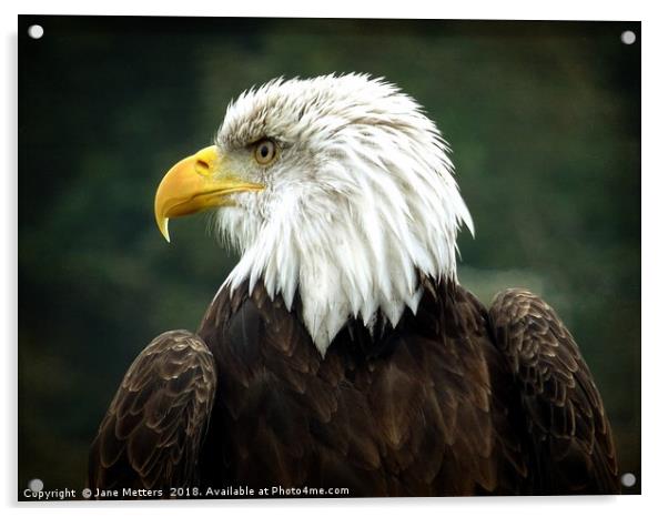 Bald Eagle Acrylic by Jane Metters