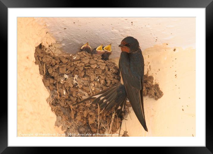 Young Barn Swallow Framed Mounted Print by PhotoStock Israel