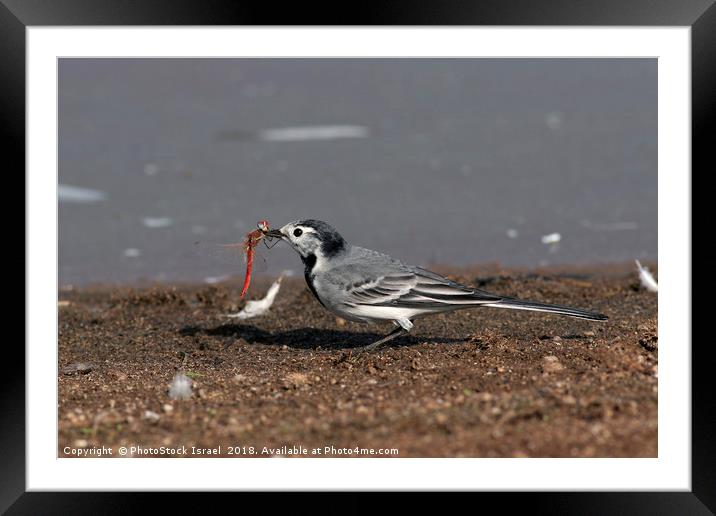 White Wagtail (Motacilla alba) Framed Mounted Print by PhotoStock Israel