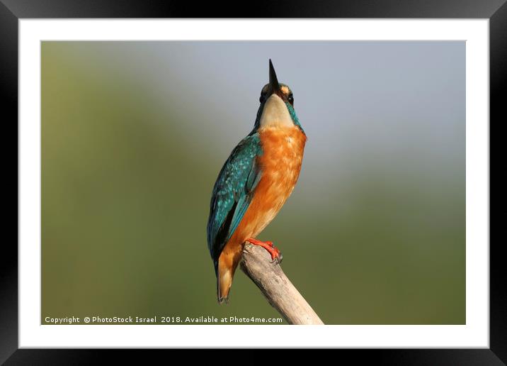Common Kingfisher, Alcedo atthis, Framed Mounted Print by PhotoStock Israel