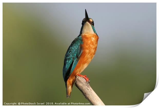 Common Kingfisher, Alcedo atthis, Print by PhotoStock Israel