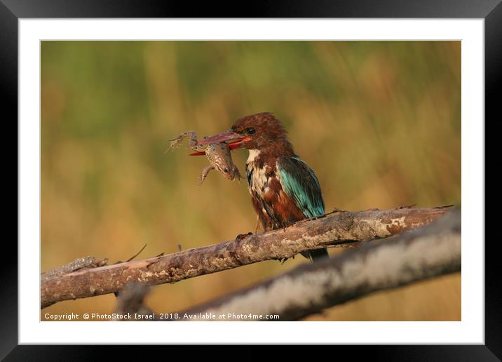 White-throated Kingfisher, Halcyon smyrnensis Framed Mounted Print by PhotoStock Israel