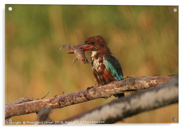 White-throated Kingfisher, Halcyon smyrnensis Acrylic by PhotoStock Israel