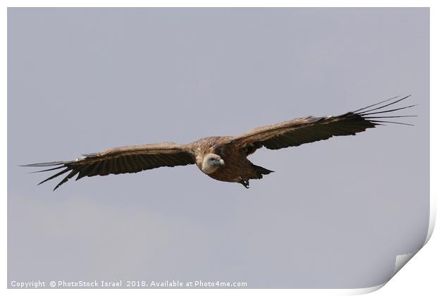 Griffon Vulture, (Gyps fulvus) in flight Print by PhotoStock Israel