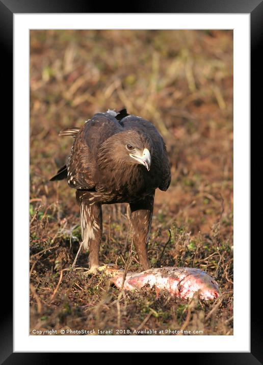 Greater Spotted Eagle (Aquila clanga) Framed Mounted Print by PhotoStock Israel