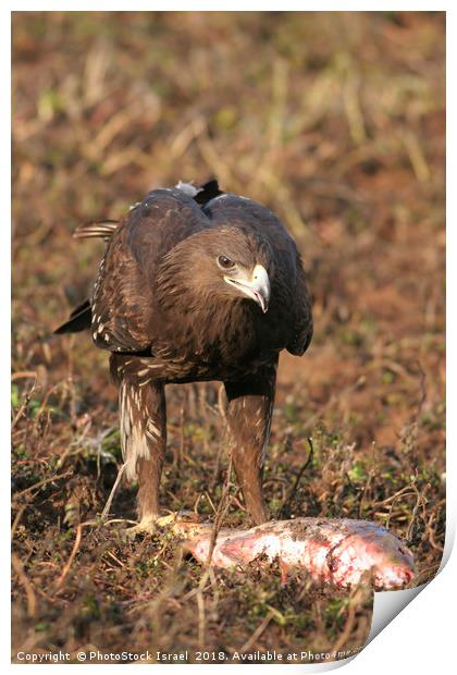 Greater Spotted Eagle (Aquila clanga) Print by PhotoStock Israel