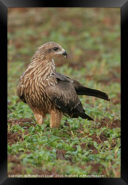 Black Kite (Milvus migrans) Framed Print by PhotoStock Israel