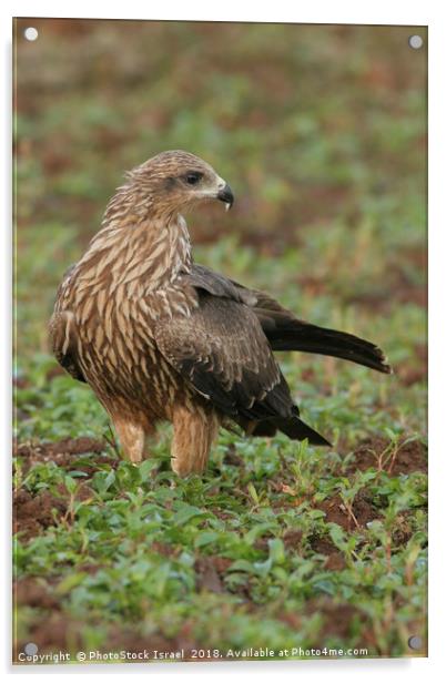 Black Kite (Milvus migrans) Acrylic by PhotoStock Israel