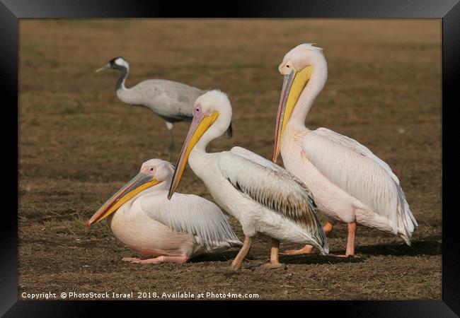 three Pelicans  Framed Print by PhotoStock Israel