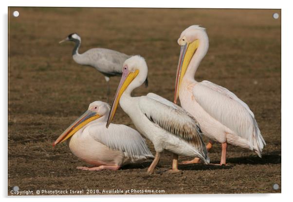 three Pelicans  Acrylic by PhotoStock Israel