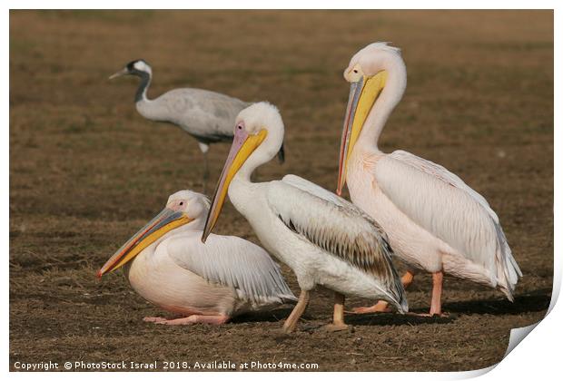 three Pelicans  Print by PhotoStock Israel