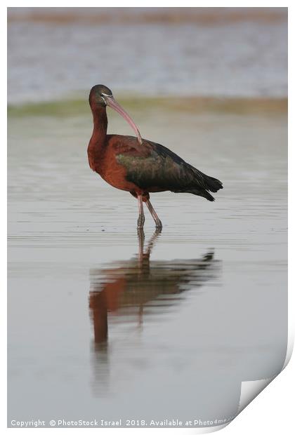 Northern Bald Ibis, (Geronticus eremita) Print by PhotoStock Israel