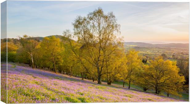 Bluebells on the Malvern hills Canvas Print by Daugirdas Racys