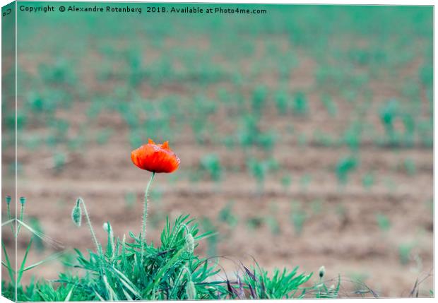 One poppy in field Canvas Print by Alexandre Rotenberg