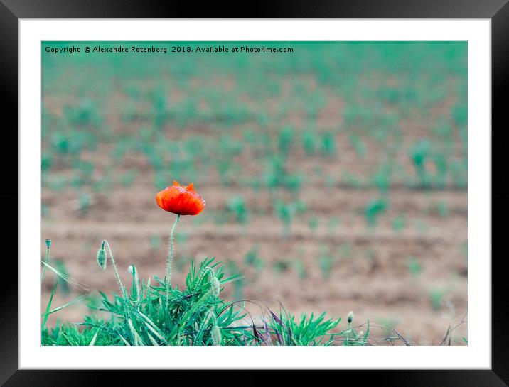 One poppy in field Framed Mounted Print by Alexandre Rotenberg