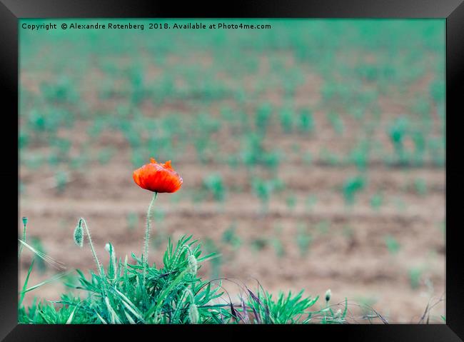 One poppy in field Framed Print by Alexandre Rotenberg